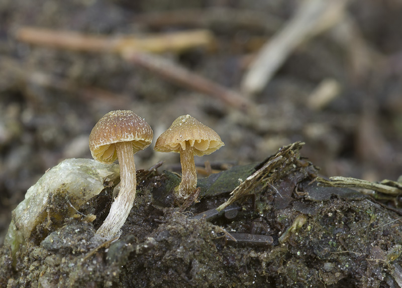 Galerina cinctula